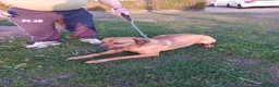 Rhodesian Ridgeback dogs for stud: Champion Bloodline Experienced Ridgeback Stud - Advert 2