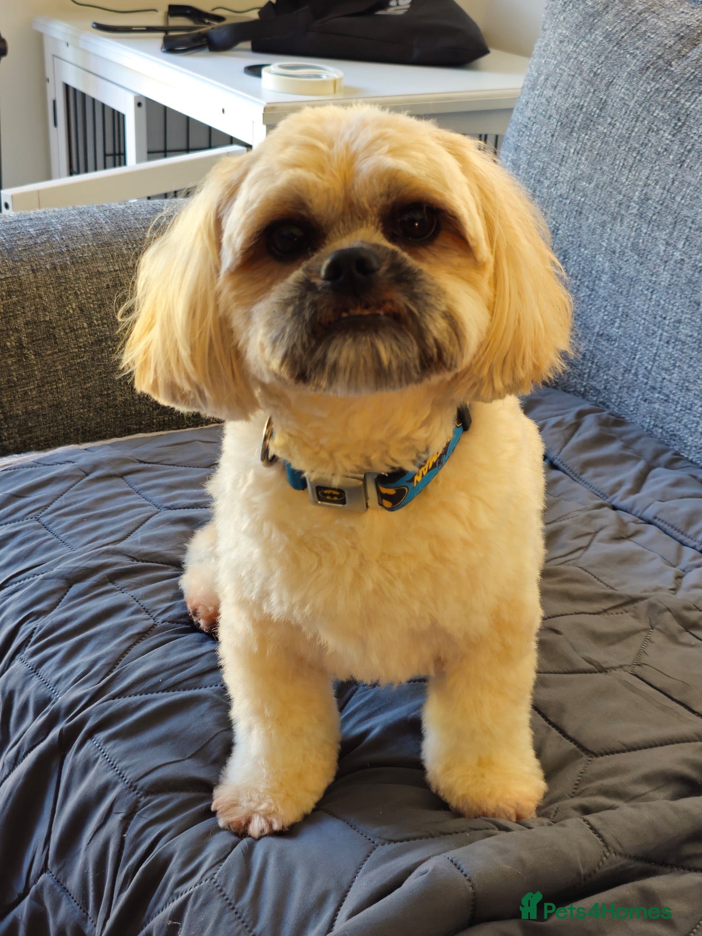 Mixed Breed dogs for sale: Boy dog Tedi - Advert 18