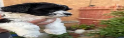 Havanese dogs for sale: Beautiful Havanese Puppies Ready Now - Advert 14