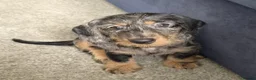 Dachshund dogs for sale: KC Wirehaired standard Dachshund puppies - Advert 3