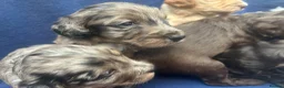 Cockapoo dogs for sale: 5 F1 cockapoo pups  - Advert 14