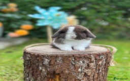 Mini Lop rabbits for sale: ⭐️ FRIENDLY PUREBRED MINI LOP BUNNIES ⭐️ - Image 3