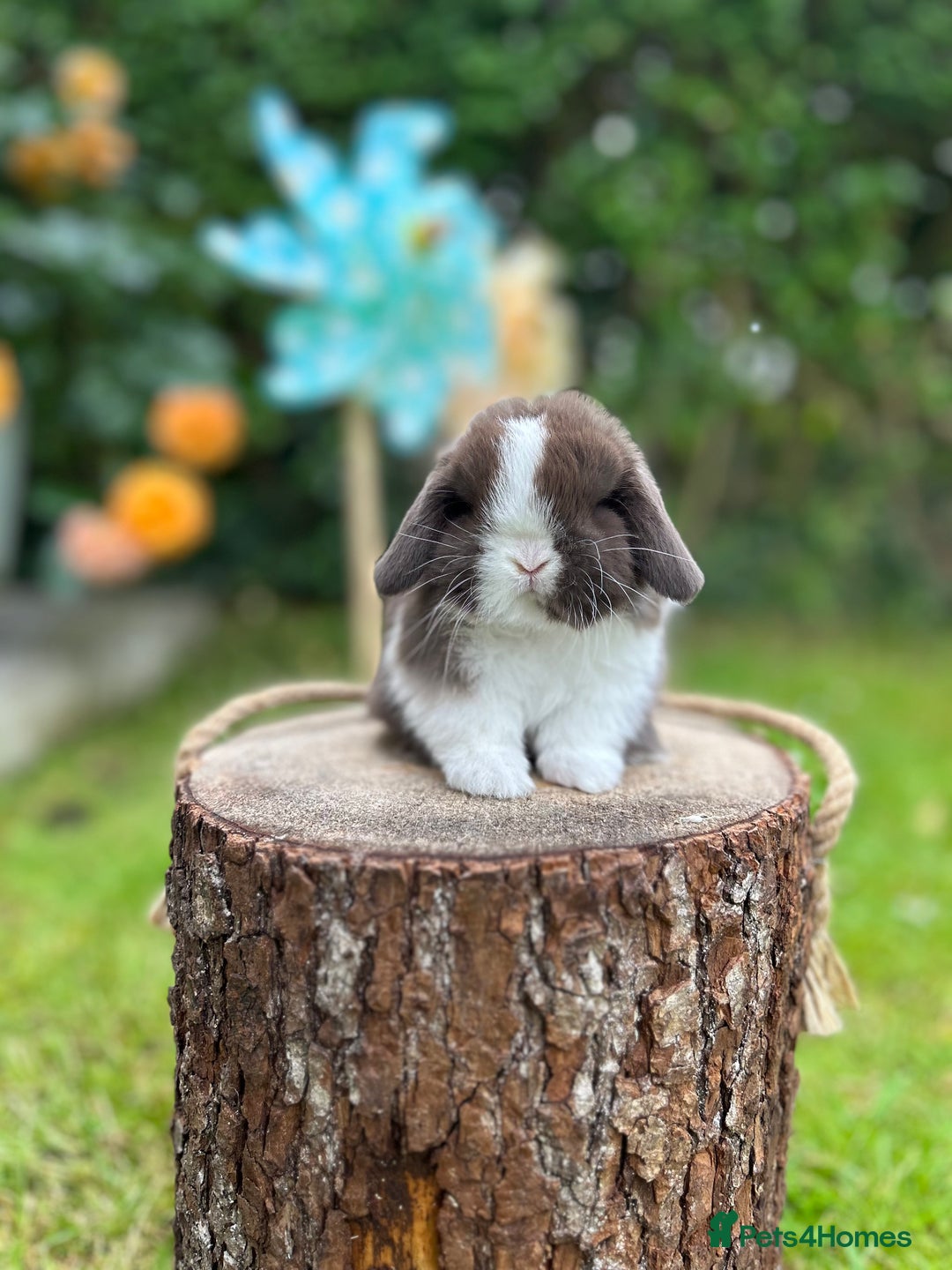 Mini Lop rabbits for sale: ⭐️ FRIENDLY PUREBRED MINI LOP BUNNIES ⭐️ - Image 3