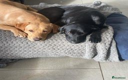 Labrador Retriever dogs for sale: Stunning litter of Labrador puppies for sale!  - Image 10