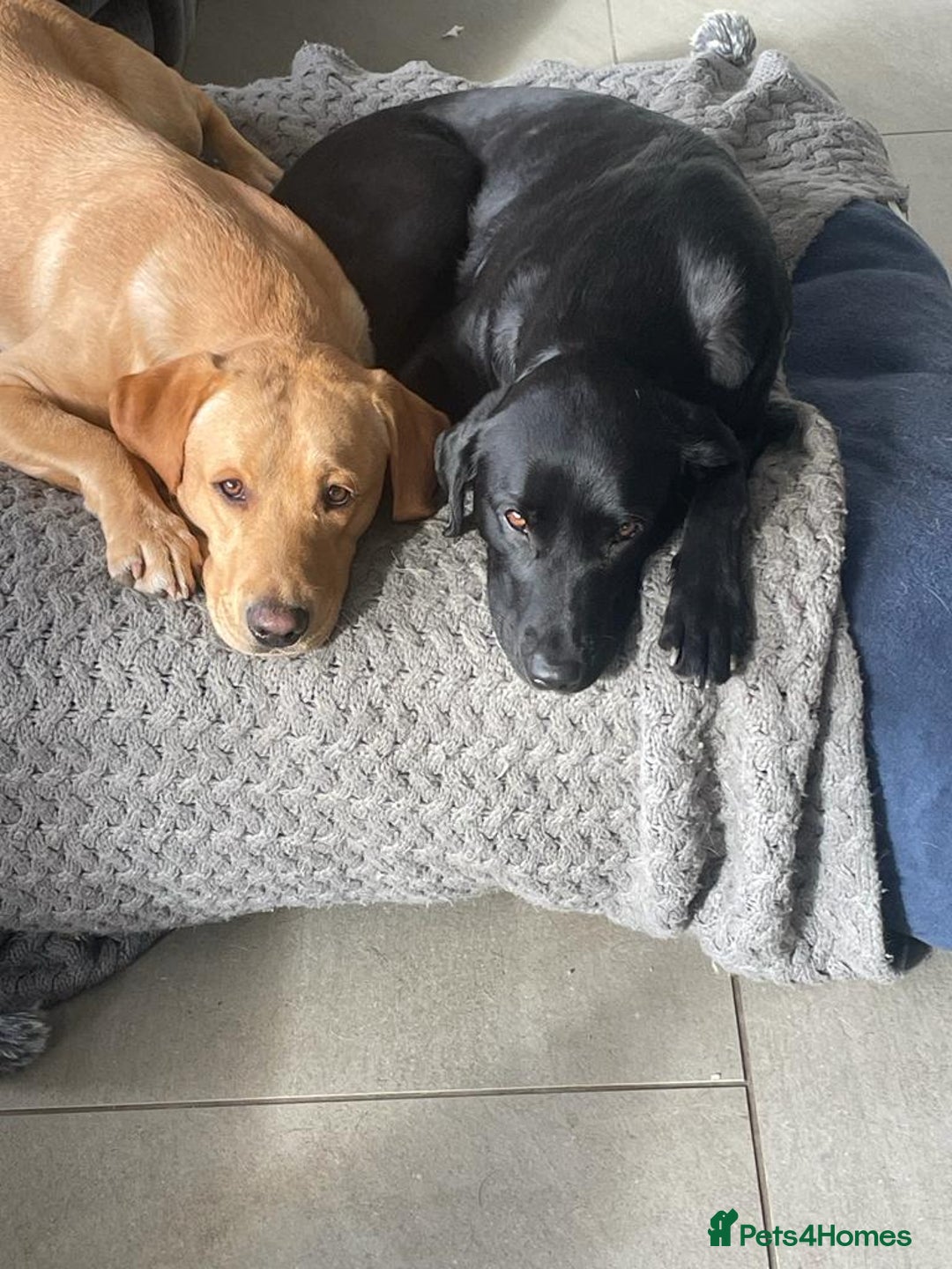 Labrador Retriever dogs for sale: Stunning litter of Labrador puppies for sale!  - Image 10