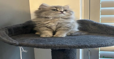 British Shorthair cats - Advert 4