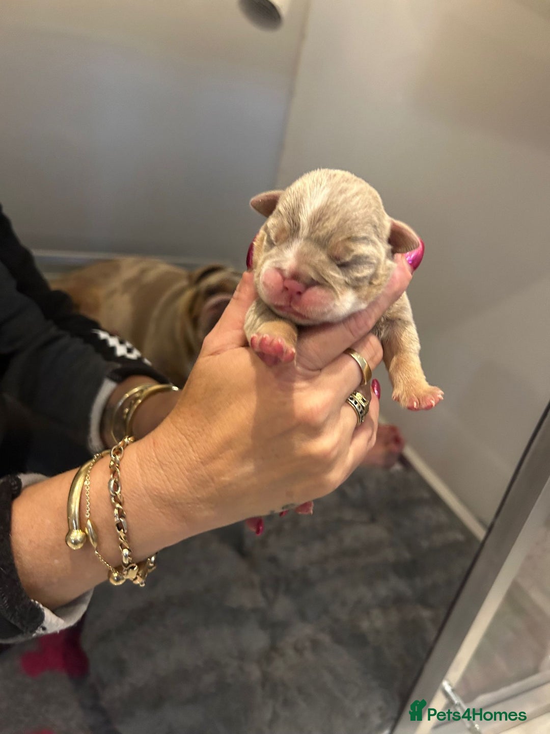 English Bulldog dogs for stud: Dog for stud in Dagenham - Advert 8