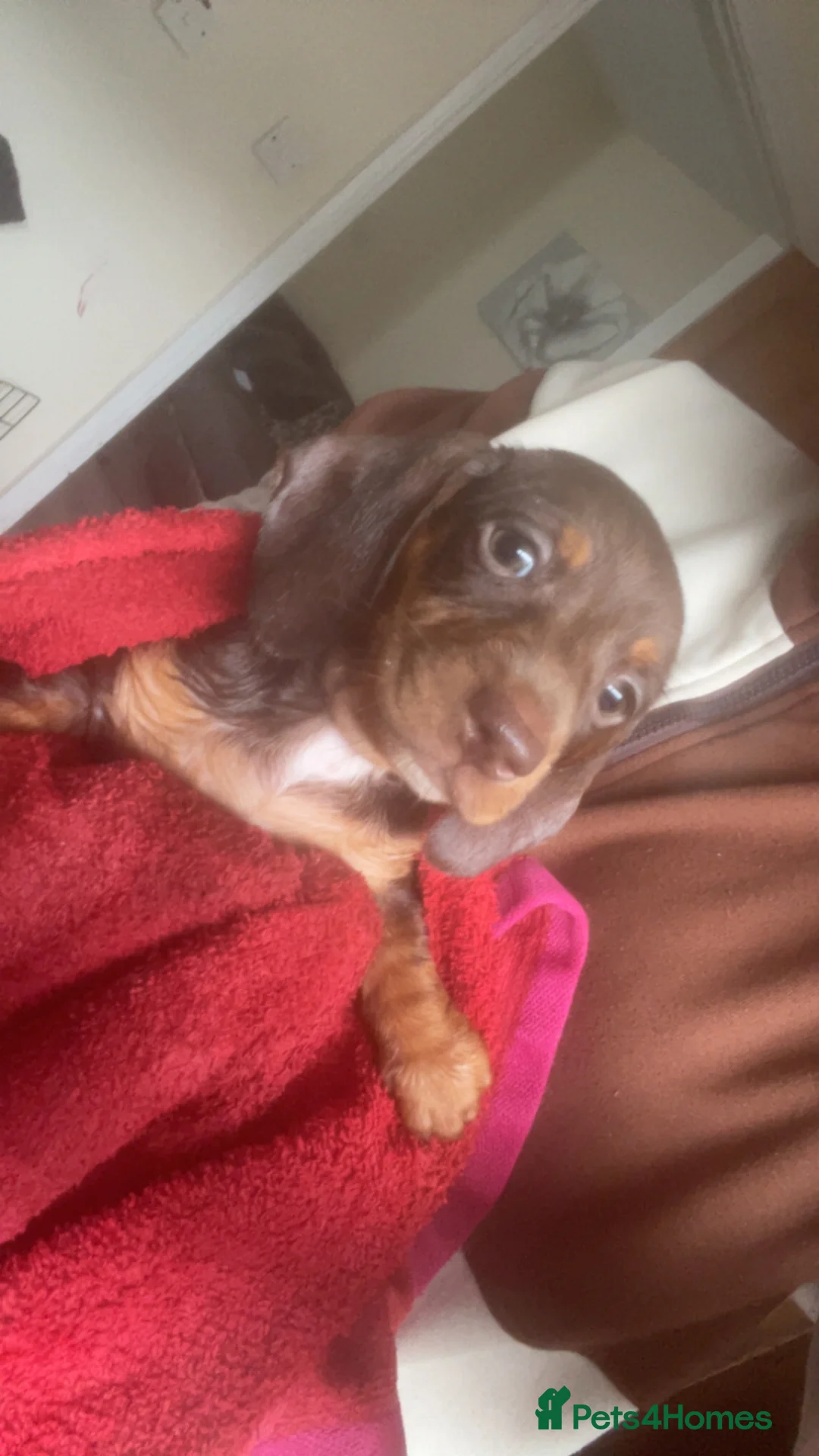 Miniature Dachshund dogs for sale: Miniature Dachshund  in Dungannon - Advert 2
