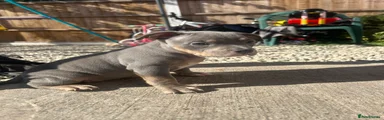 American Bully 7