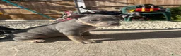 American Bully dogs for sale: American pocket bully’s  - Advert 12