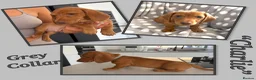Miniature Dachshund dogs for sale: Miniature dachshund  - Advert 15