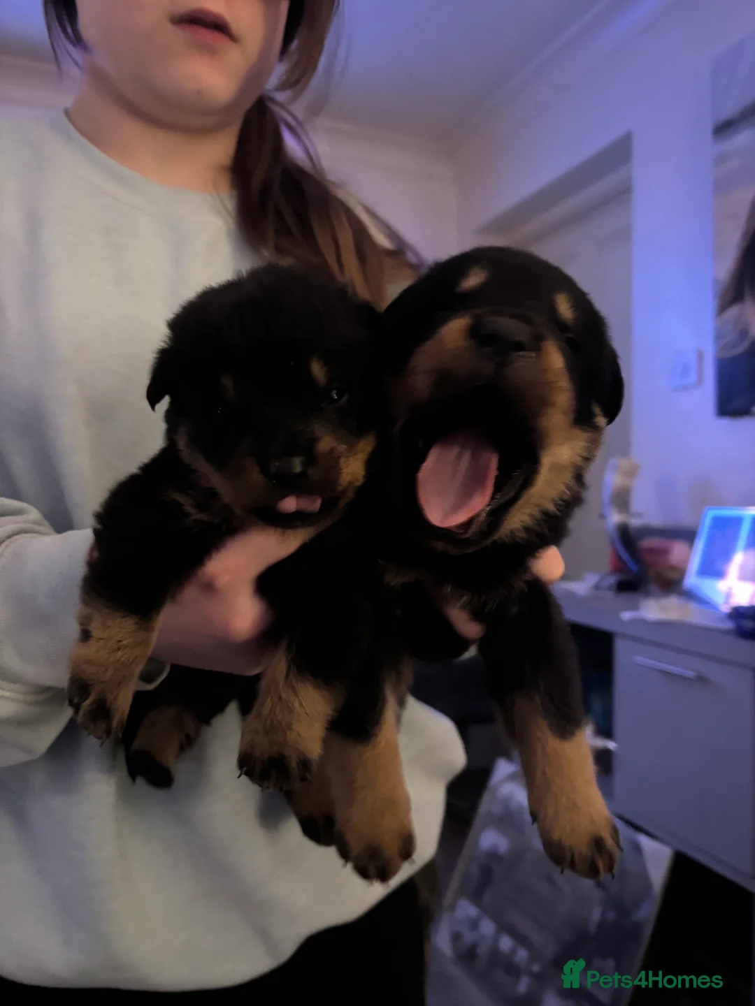 Rottweiler dogs for sale: Chunky Rottweiler pups in Exmouth - Advert 5