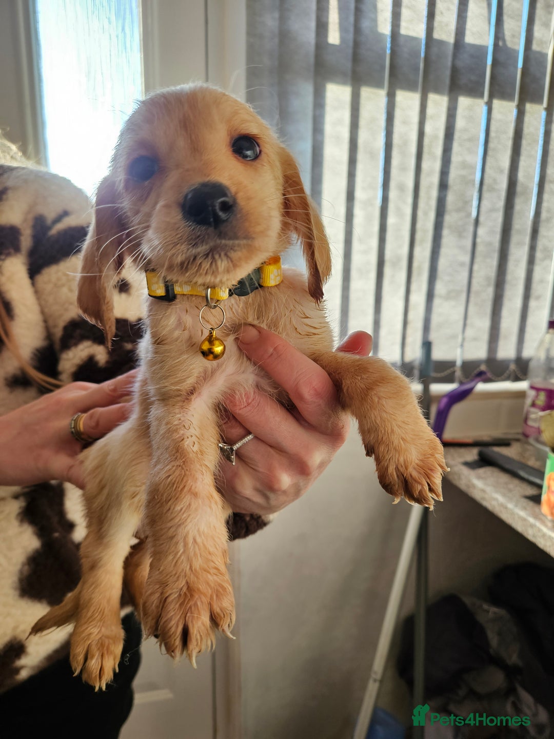 Labradoodle dogs for sale: 9 gorgeous labradoodles, red fox and cream - Advert 26