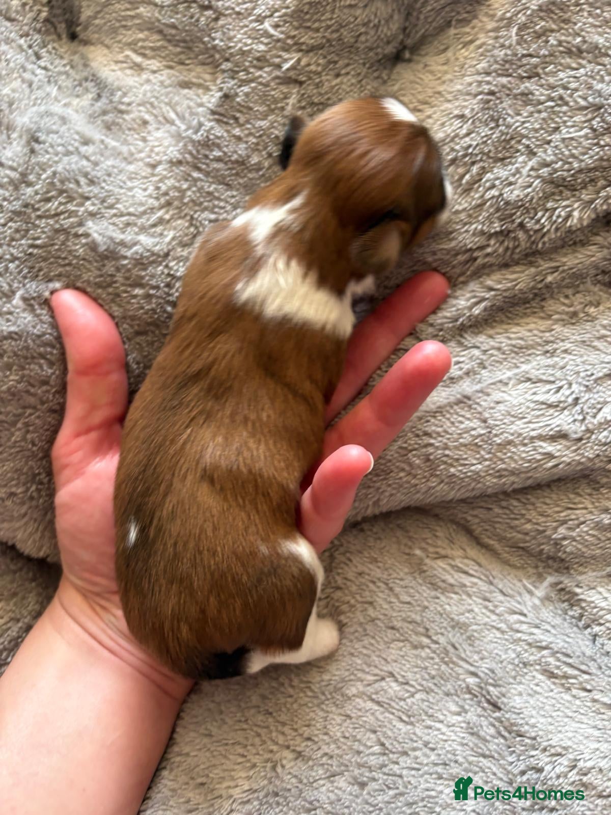 Shih Tzu dogs for sale: Shih Tzu Puppies From Small Imperial-Type Mum - Advert 17