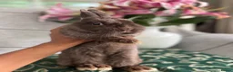 Netherland Dwarf rabbits for sale: choc brown Netherland dwarfs female adult - Advert 8