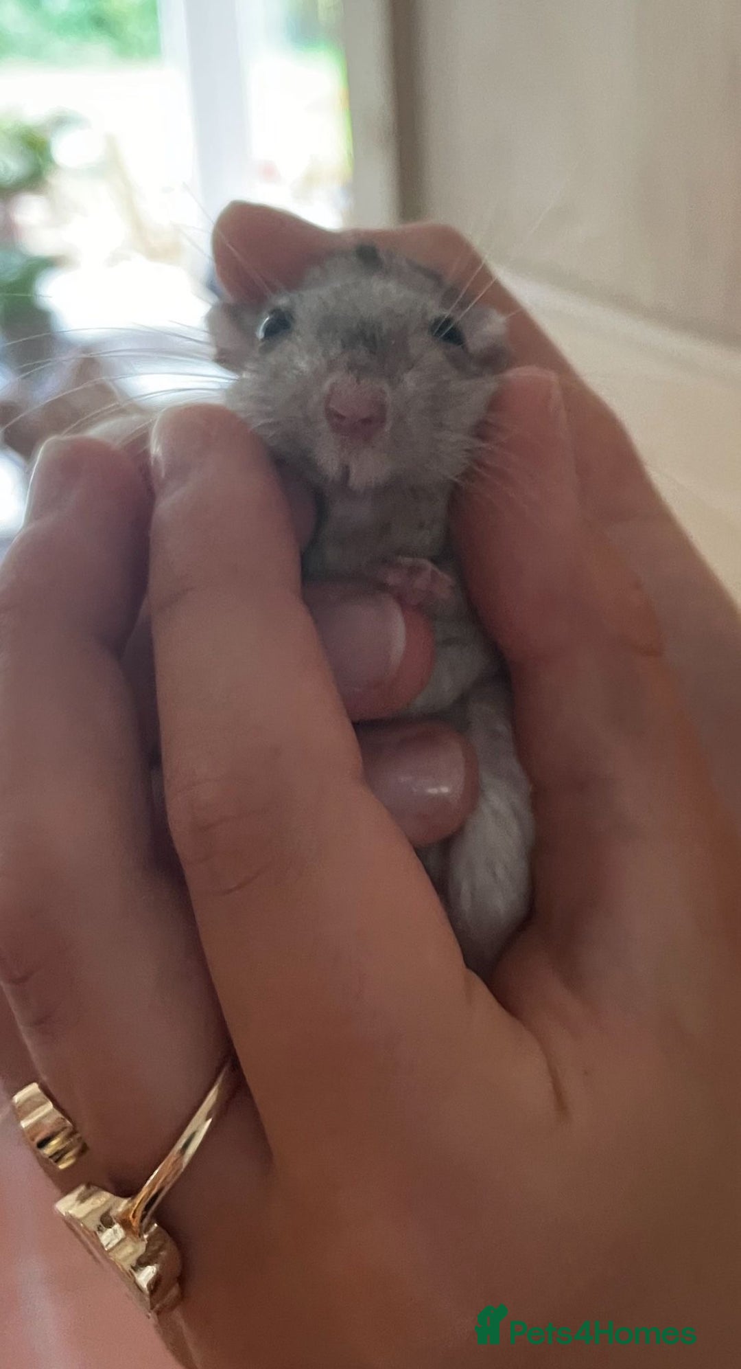 Gerbil rodents for sale: 2 friendly gerbils  - Advert 3