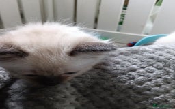 Ragdoll cats for sale: GCCF Reg'd Seal and Chocolate Ragdolls ready July  - Image 23