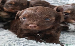 Yorkshire Terrier dogs for sale: Biewer Terrier pups - Image 4
