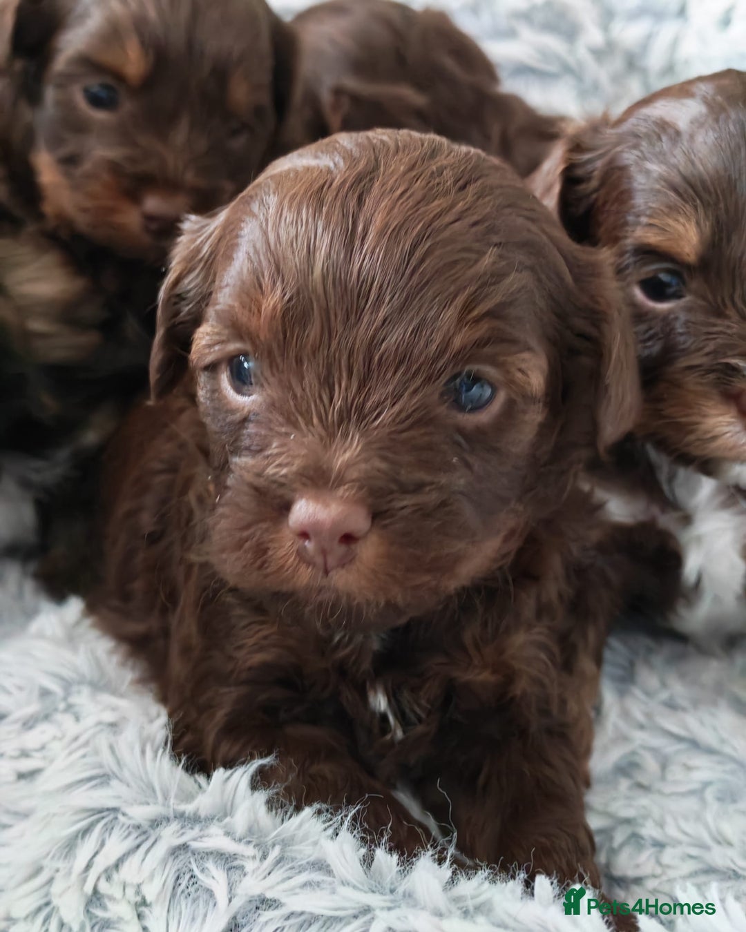 Yorkshire Terrier dogs for sale: Biewer Terrier pups - Image 4