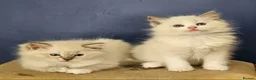 Ragdoll cats for sale: Amazing Ragdoll Babies  in Hartlepool - Advert 14