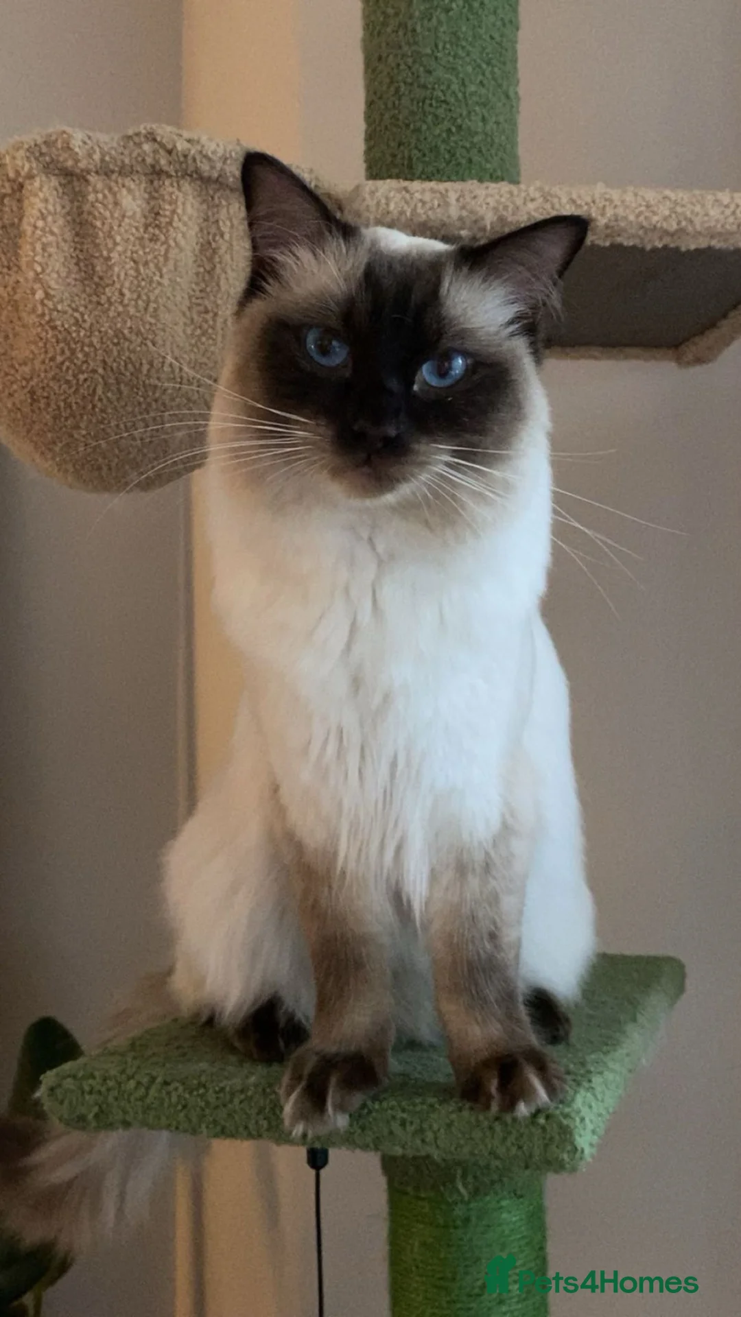 Ragdoll cats for stud: Sweet and gentle boy for stud duties - Advert 1