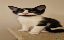 British Shorthair cats for sale: 8 week old BSH kittens - Image 2