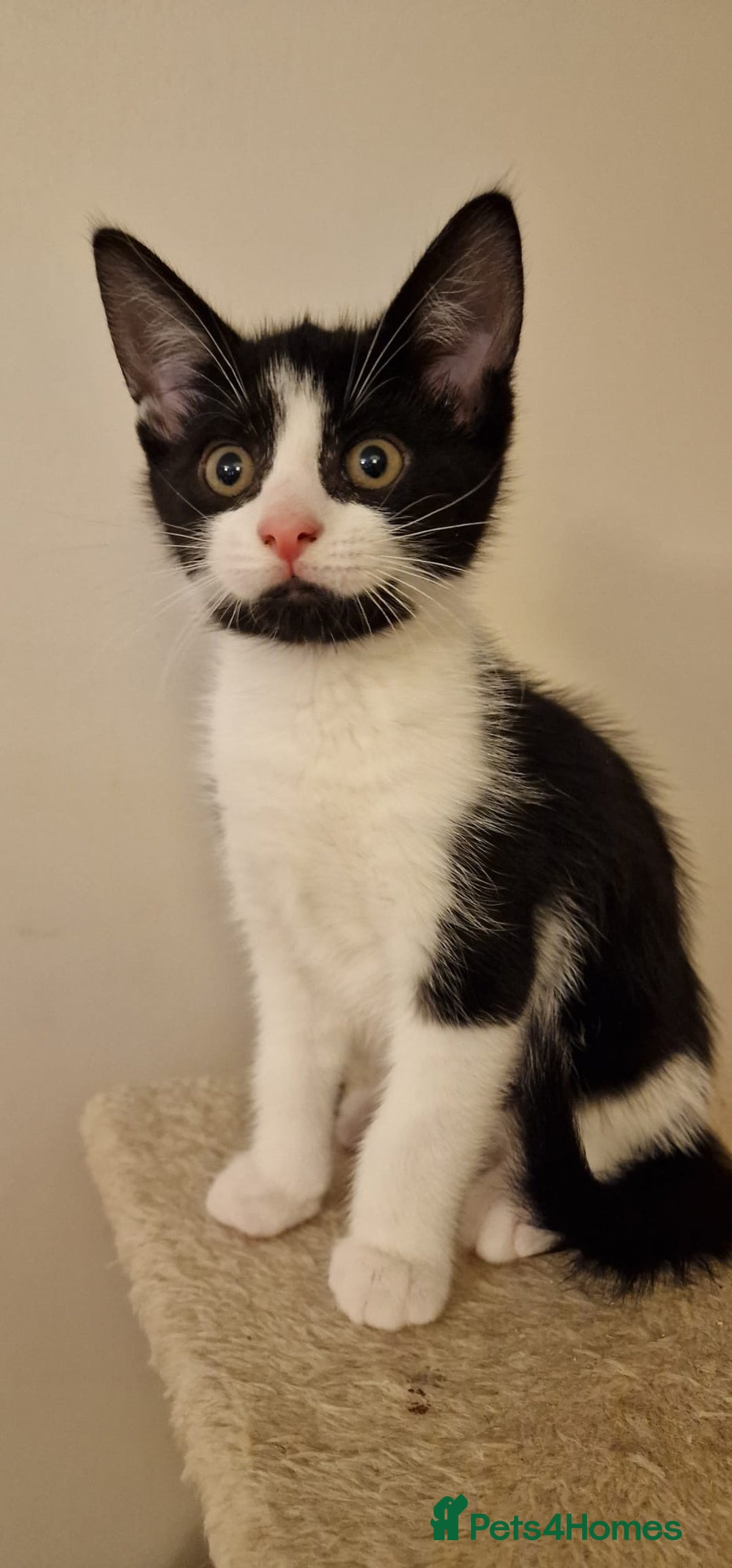 British Shorthair cats for sale: 8 week old BSH kittens - Image 2