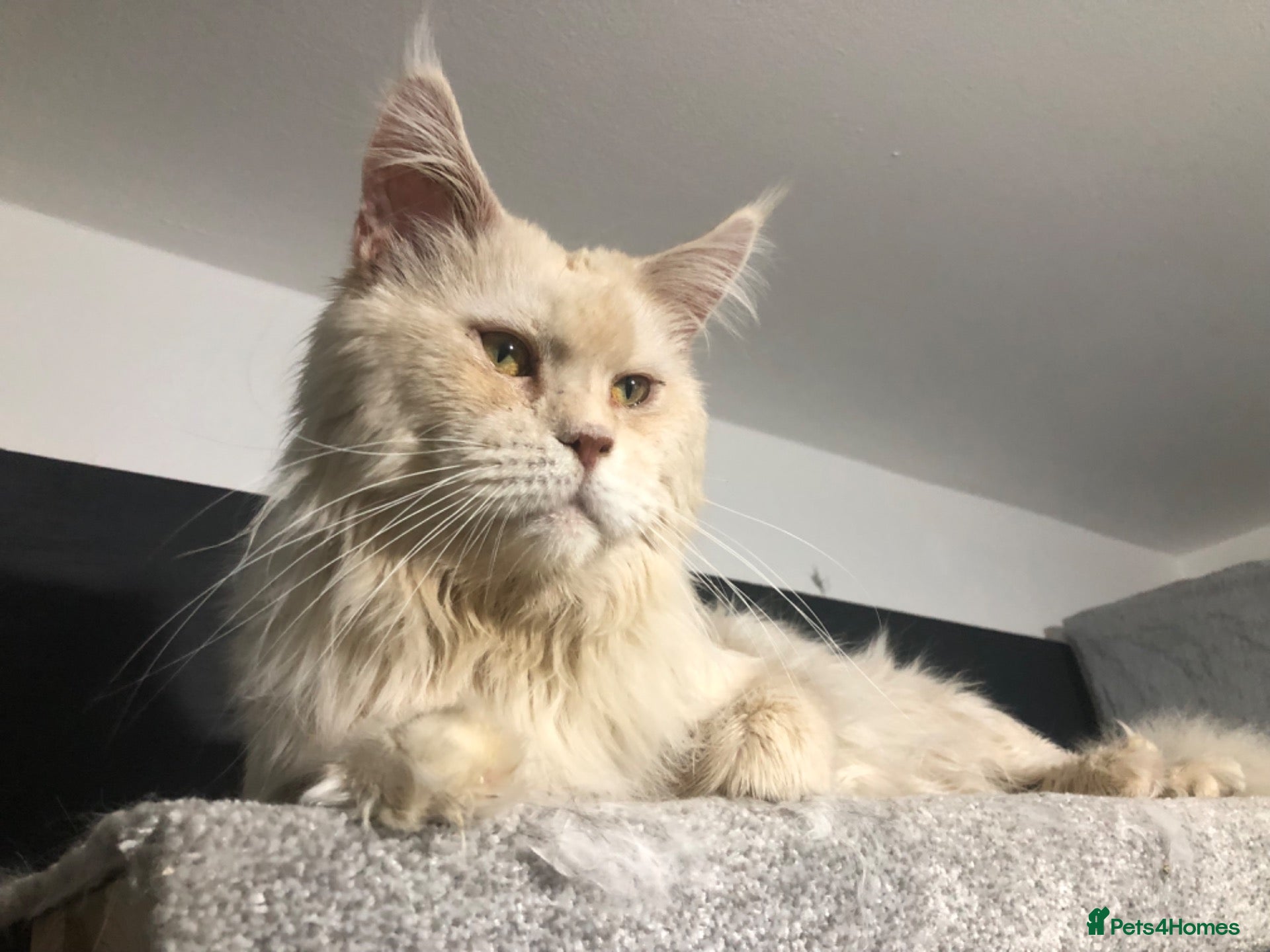 Maine Coon cats TICA ACTIVE XXL male Maine coon! - Advert 11