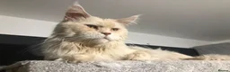 Maine Coon cats for sale: TICA ACTIVE XXL male Maine coon! - Advert 1