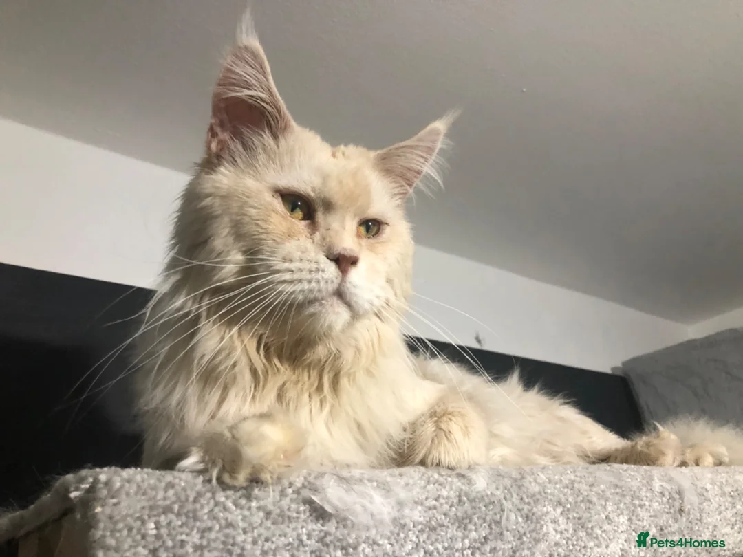 Maine Coon cats for sale: TICA ACTIVE XXL male Maine coon! - Advert 1