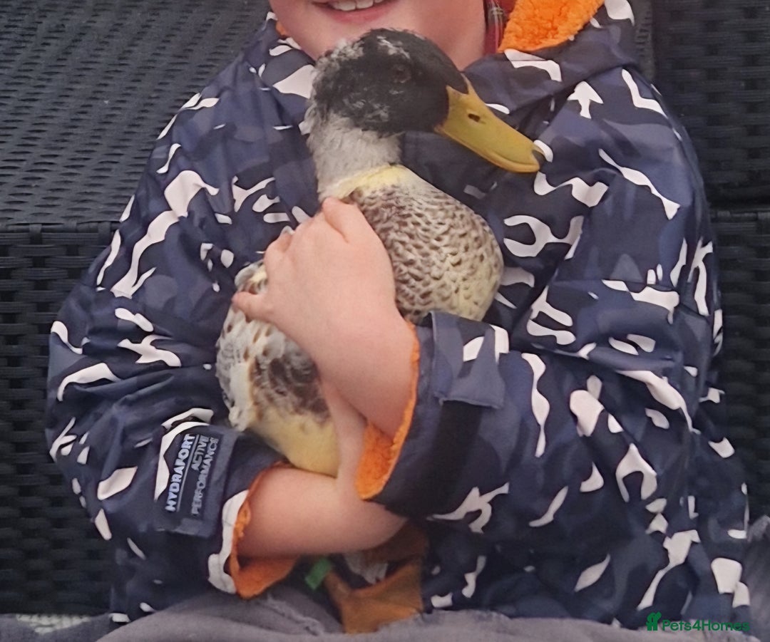 Ducks poultry for sale: Welsh Harelequin  - Advert 6