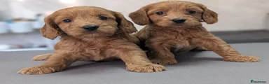 Cockapoo 6