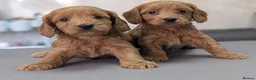 Cockapoo dogs for sale: Licensed breeder, health tested F1 cockapoos - Advert 35