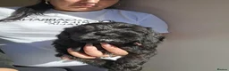 Goldendoodle dogs for sale: Goldendoodle  - Advert 3