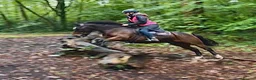 Irish Cob horses for sale: 13.2 mothers dream all rounder  - Advert 3