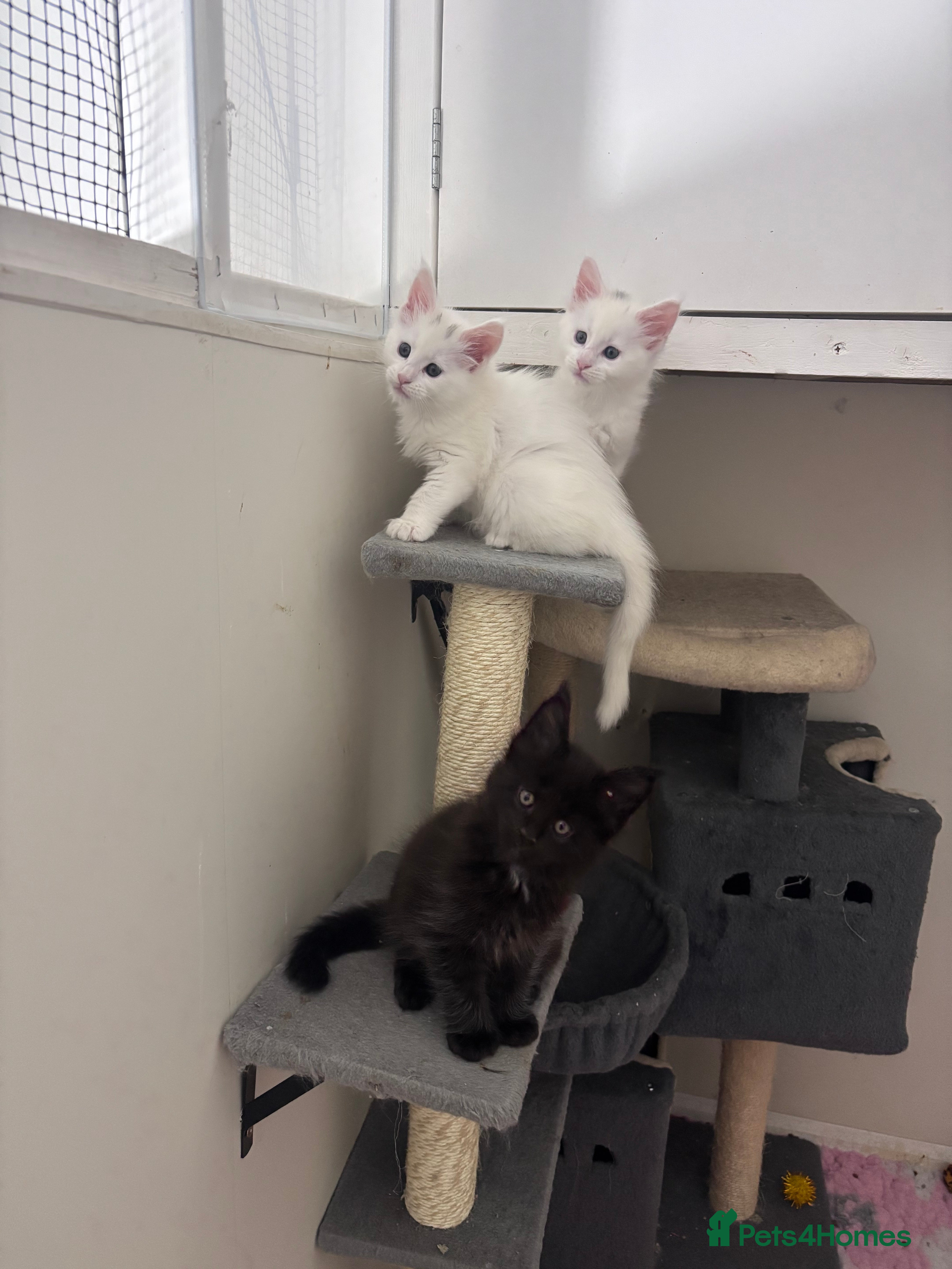Maine Coon cats 💕Only 1 Girl Available💕Stunning White Mainecoon - Advert 2