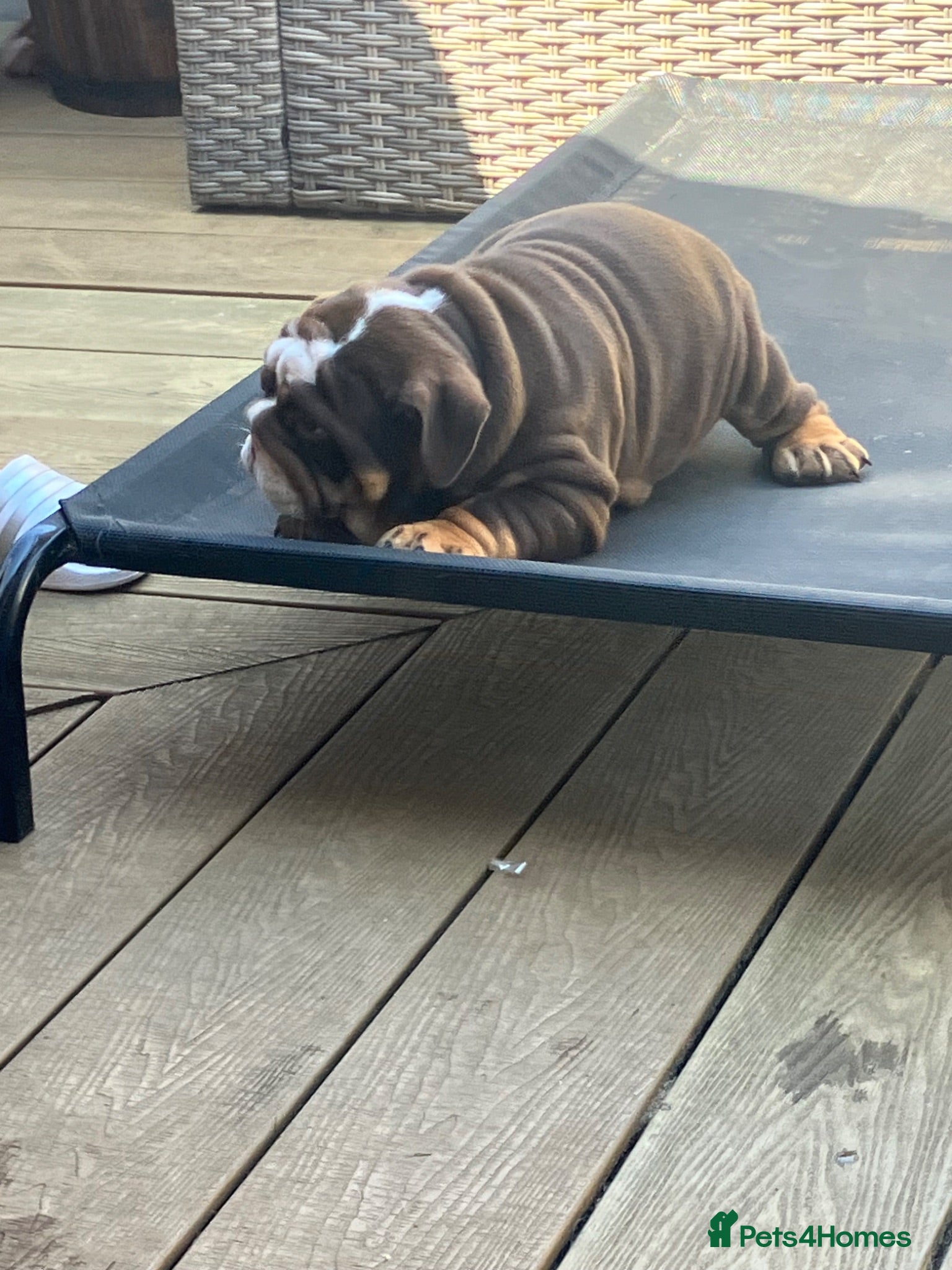 English Bulldog dogs KC Reg British Bulldog  - Advert 7