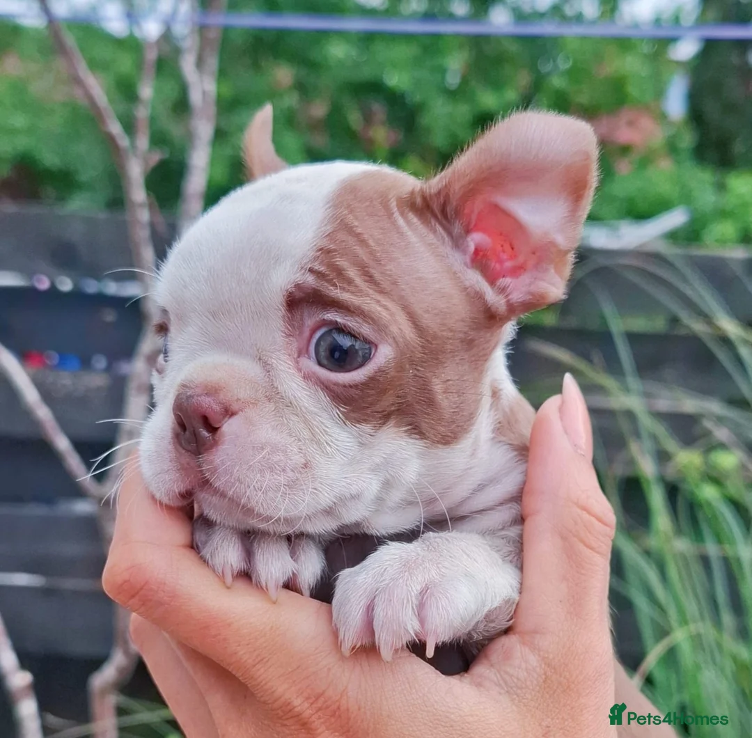 Boston Terrier dogs for sale: 7 KC registered Boston terrier pups  - Advert 1