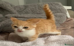 Domestic Shorthair cats for sale: Stunning Ginger Girl & Boy Kitten ready now - Image 11