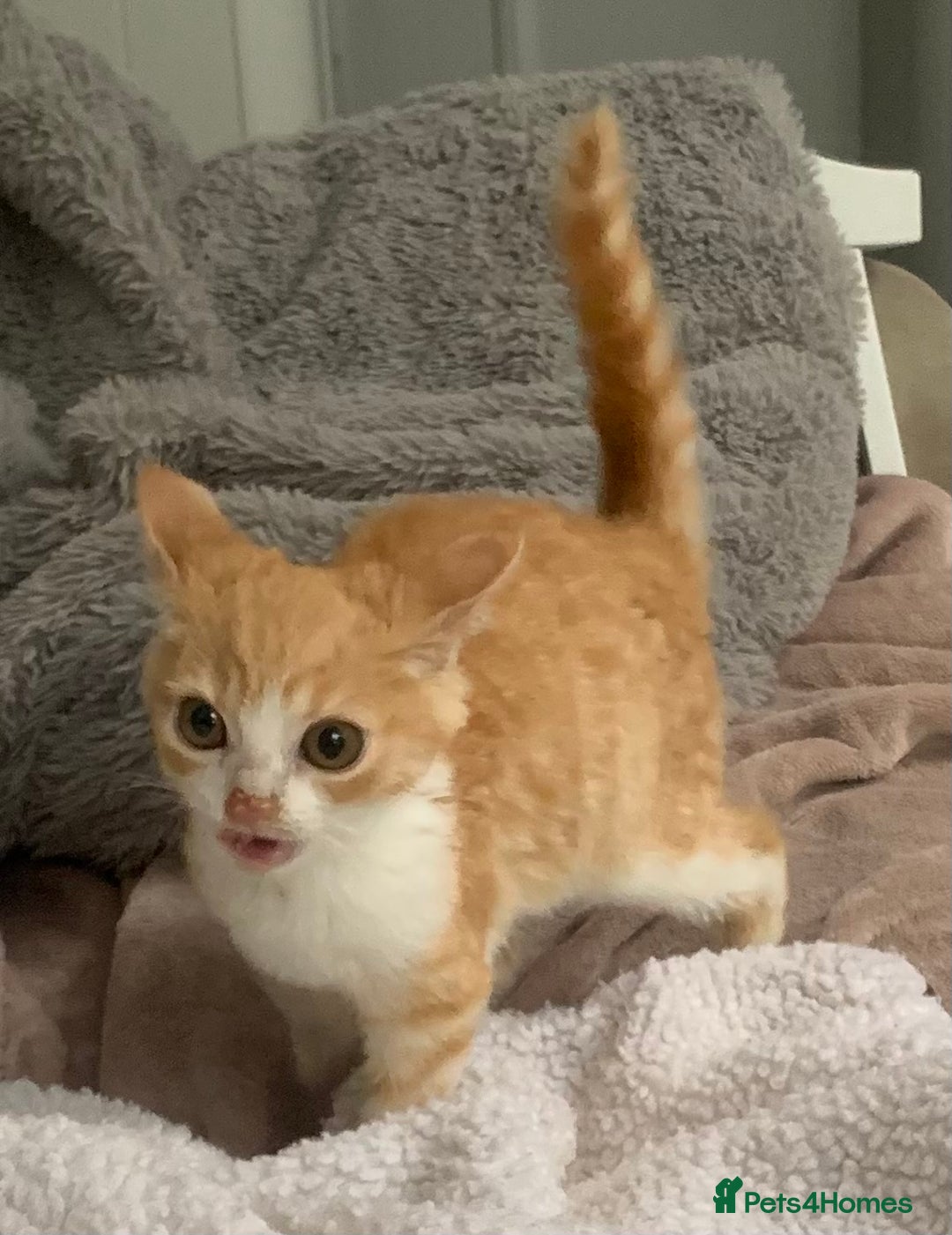 Domestic Shorthair cats for sale: Stunning Ginger Girl & Boy Kitten ready now - Image 11