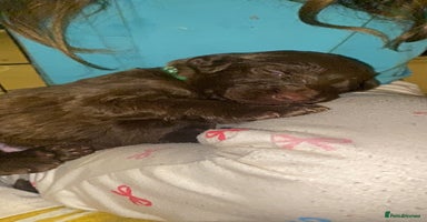 Mixed Breed dogs - Advert 12