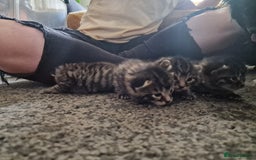Maine Coon cats for sale: Maine coon cross munchkin kittens for sale in Cramlington - Image 15
