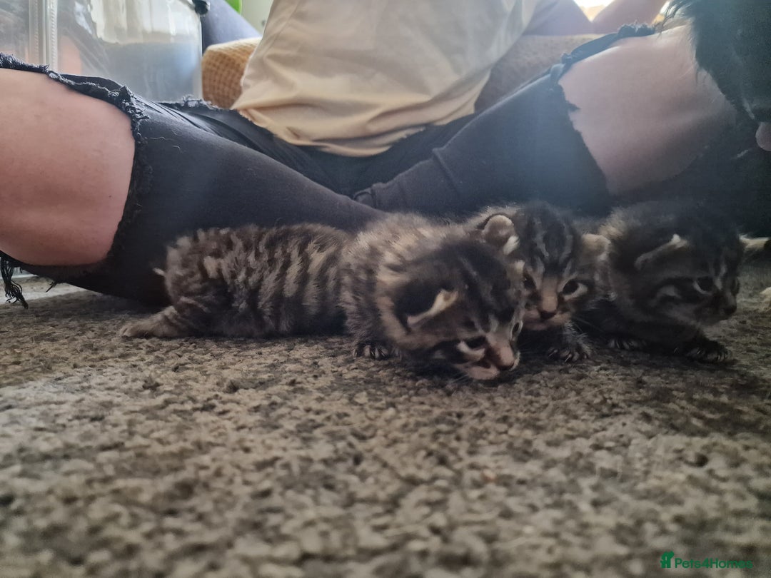 Maine Coon cats for sale: Maine coon cross munchkin kittens for sale in Cramlington - Image 15