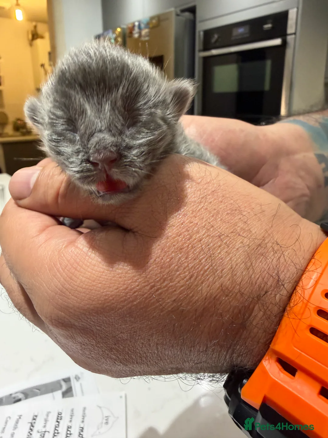 Ragcoon cats for sale: Rare Ragacoon Ragdoll x Maine Coon Kittens  - Advert 4