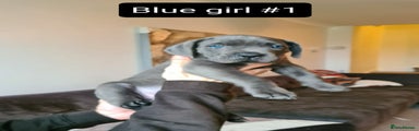 Blue girl #1