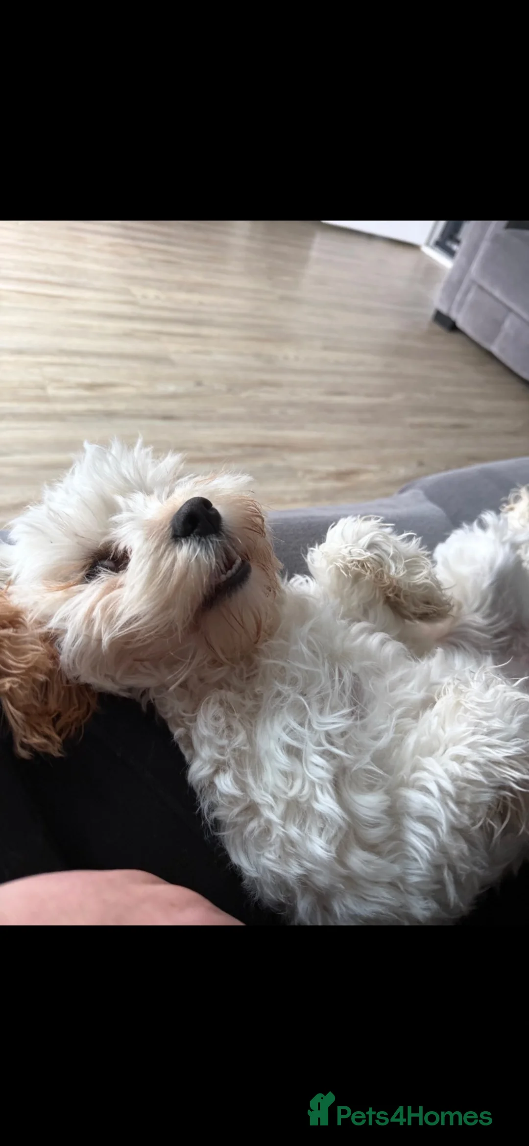 Cavapoo dogs for sale: Cavapoo 2 years old  - Advert 5