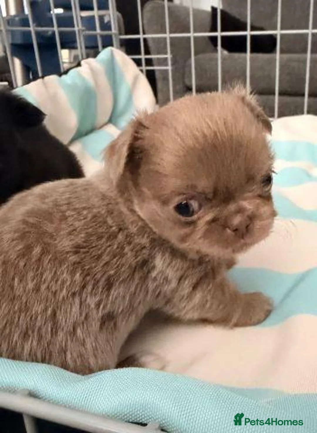 Chihuahua dogs for sale: Beautiful Chihuahua Puppies Available For Sale in Manchester - Advert 2