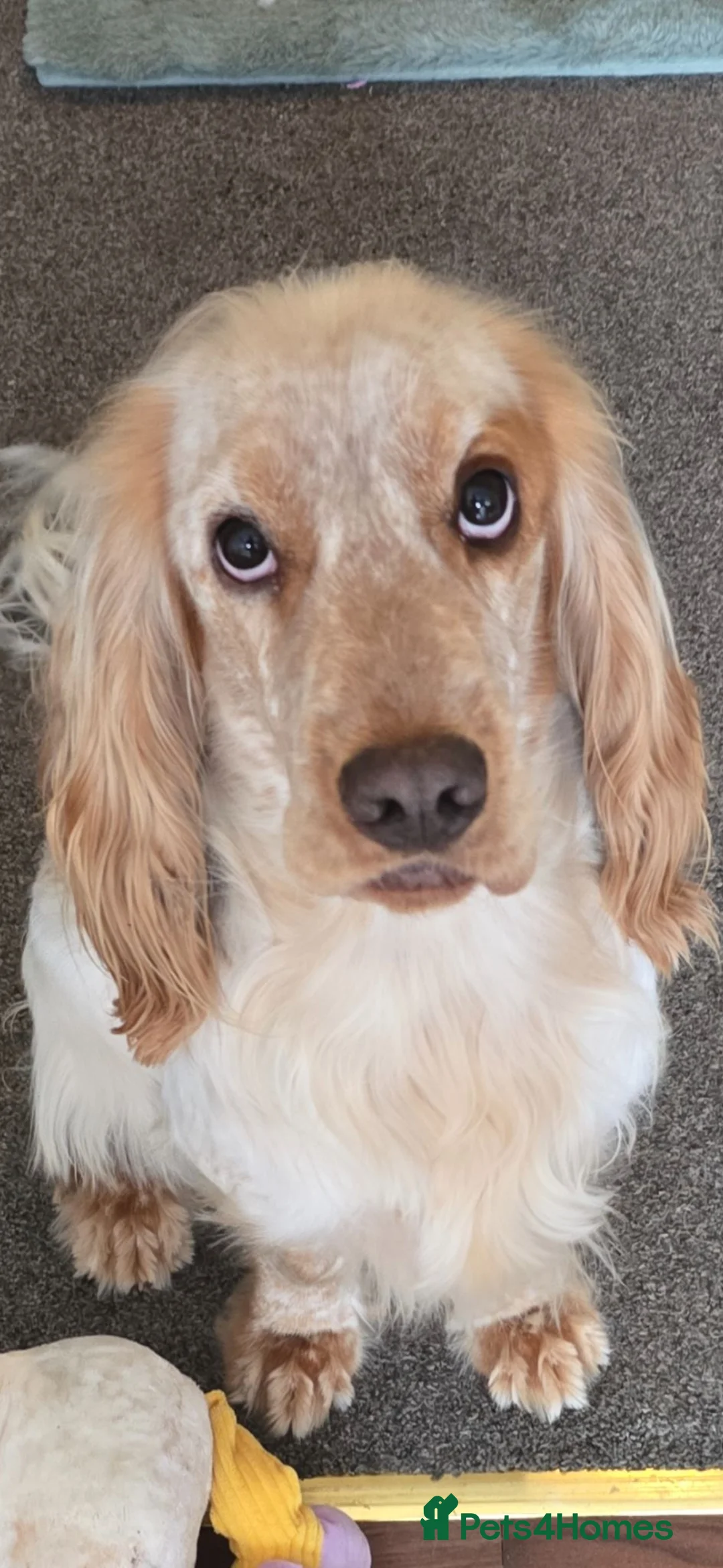 Cocker Spaniel dogs for stud: Cocker spaniel show for Stud in Tadley - Advert 2