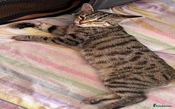 Bengal cats for sale: Gorgeous female bengal 6month old kitten for sale  - Image 2