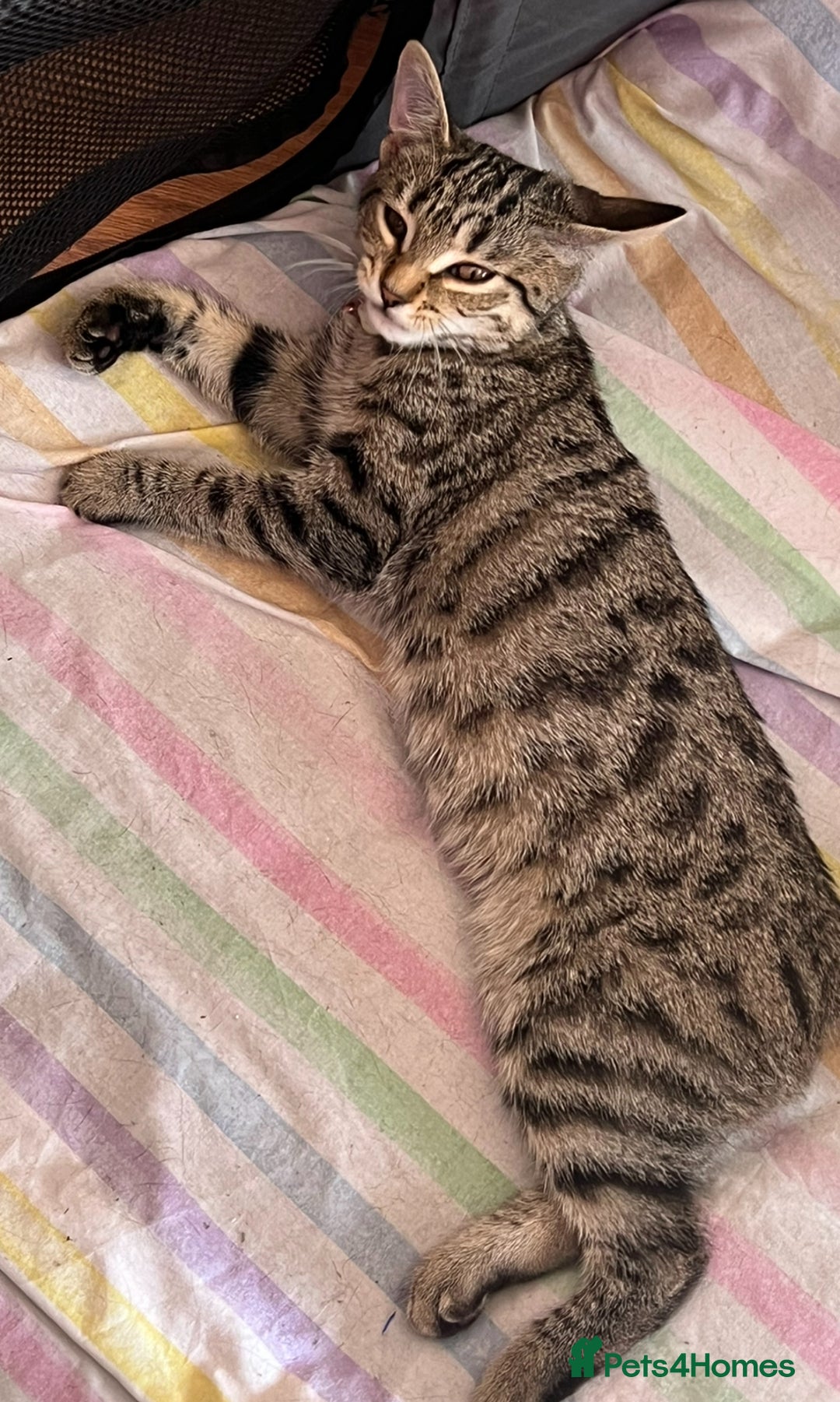 Bengal cats for sale: Gorgeous female bengal 6month old kitten for sale  - Image 2